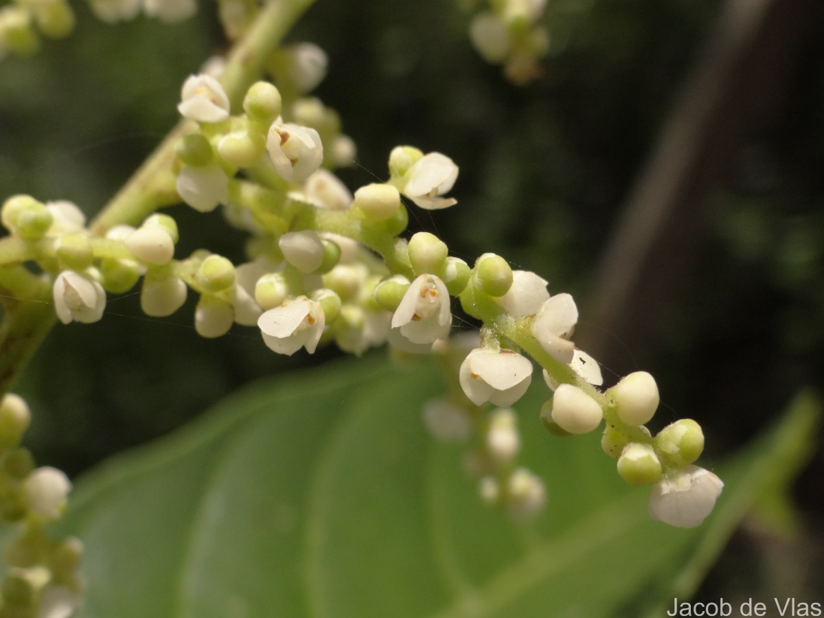Meliosma simplicifolia (Roxb.) Walp.